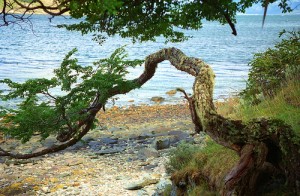 Tierra del Fuego by Jan Reurink