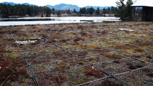 Green Roof Green Roof