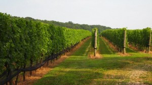 vineyards LI