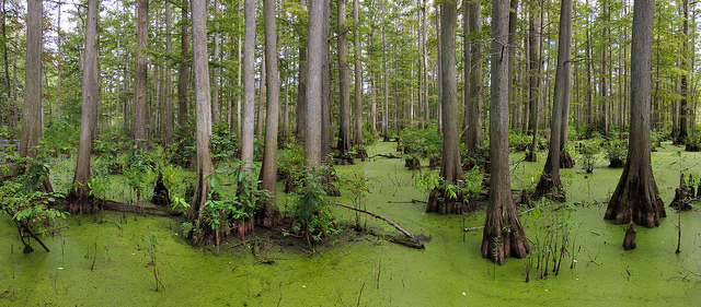 mississippi_swamp_southern gothic