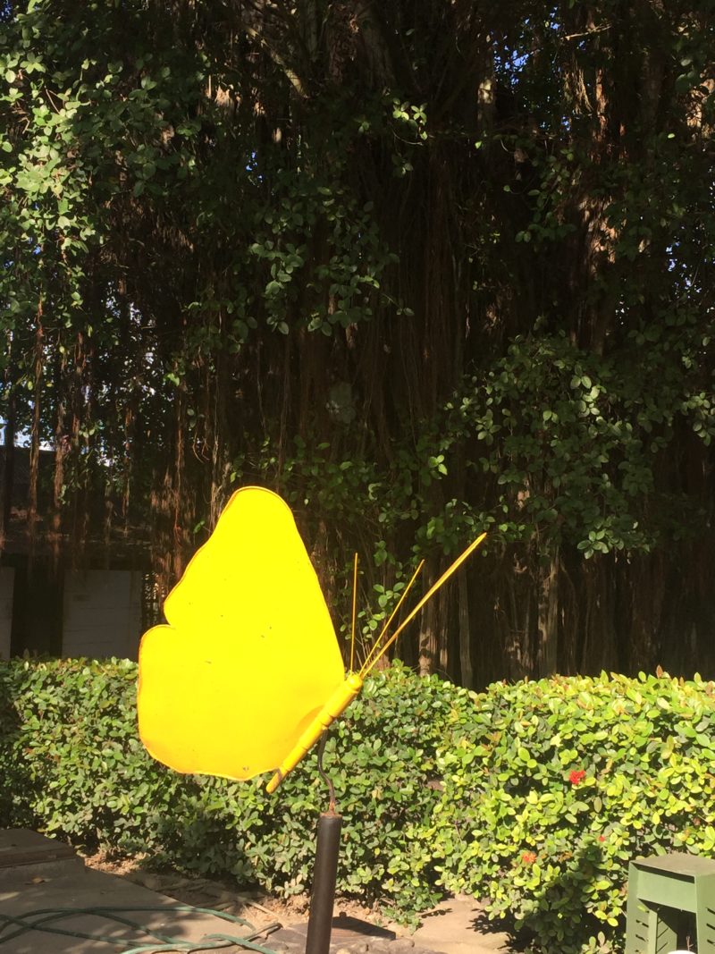 Mariposa with giant rubber tree