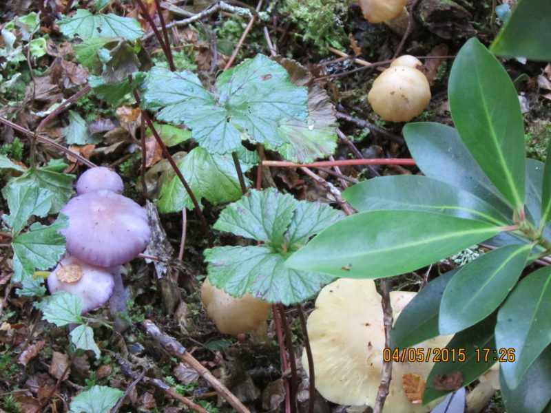 Local flora and fauna