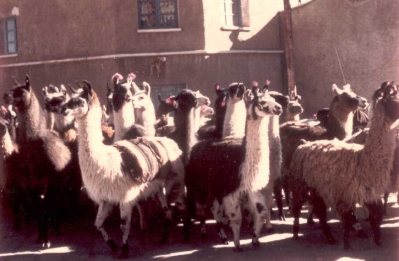 Revue llamas Potosi, Bolivia