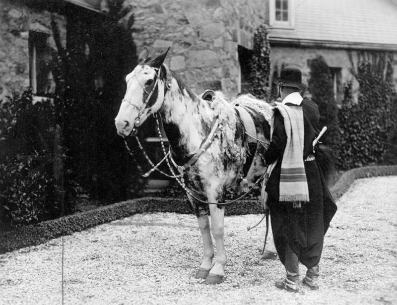 Tschiffeley's horse