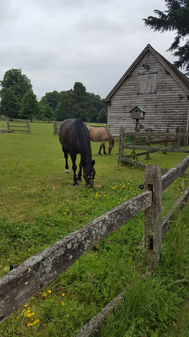 Horses feeding in the field near Edward Austen's mansion.