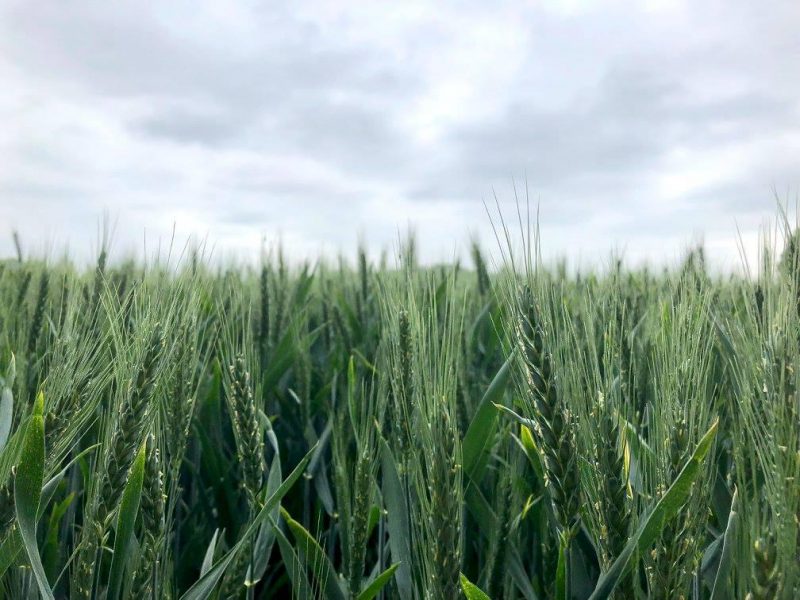 Searching for the hidden stile within the wheat field.