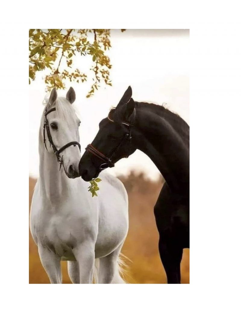 Lovers under the carob tree