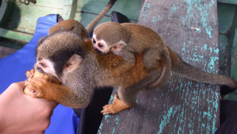 Feeding the monkeys