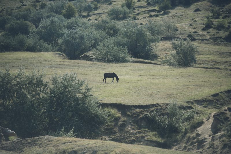 Heat, horses and a dry land - the start of Măcin Mountains hike