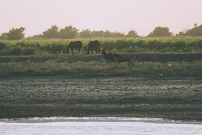 A land that used to belong to wild horses