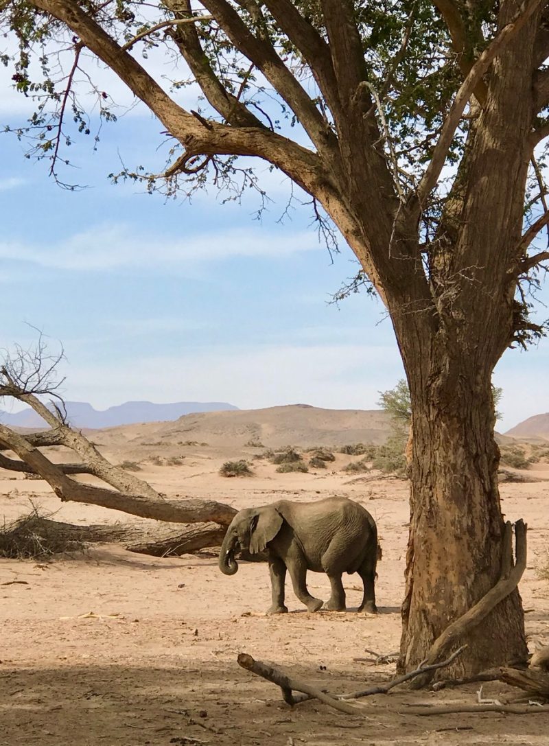 A Namibian desert elephant