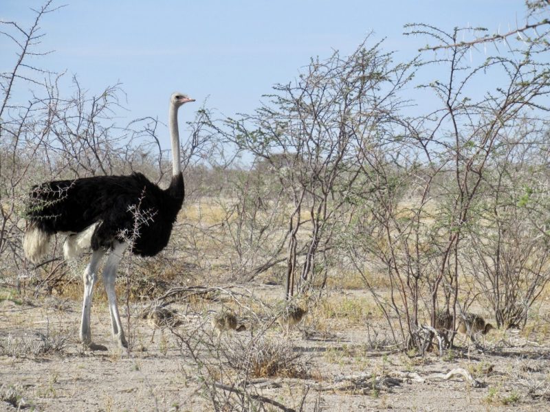 Ostrich with chicks in Etosha National Park