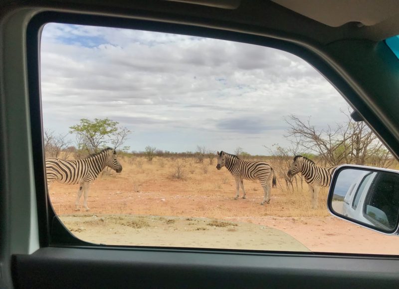 Zebras in Etosha National Park
