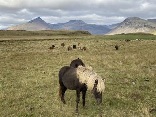 Icelandic Pony