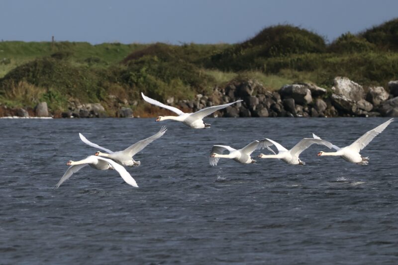 "The earthed lightning of a flock of swans," as Seamus Heaney described the birds, at Lough Murree in County Clare, Ireland.
